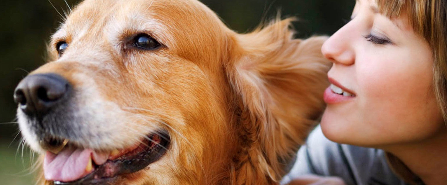 3 Training Principles Every Dog Owner Should Know