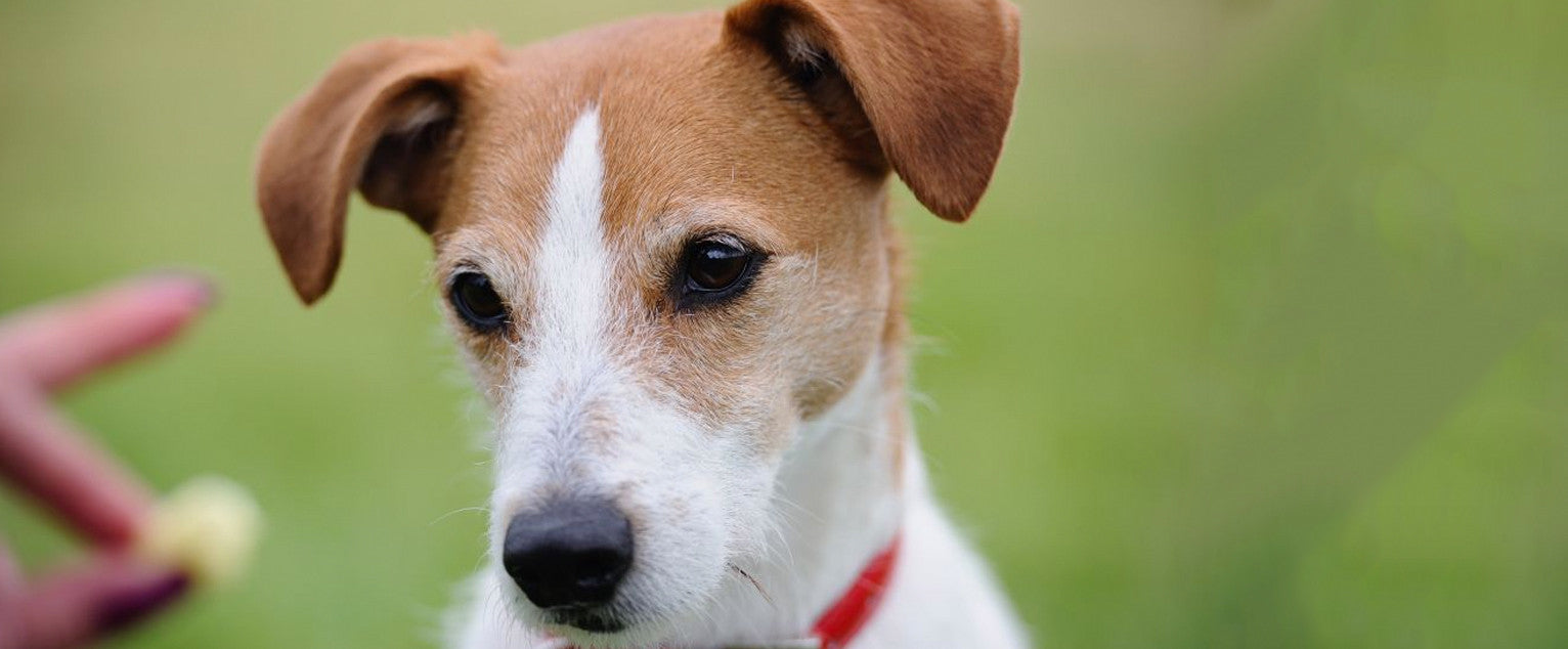 Not Hungry? When Your Dog Won’t Take Food Rewards.