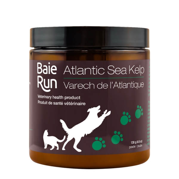 Baie Run Atlantic Sea Kelp