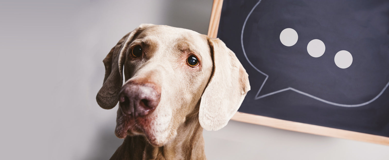 5 Toys To Beat Boredom