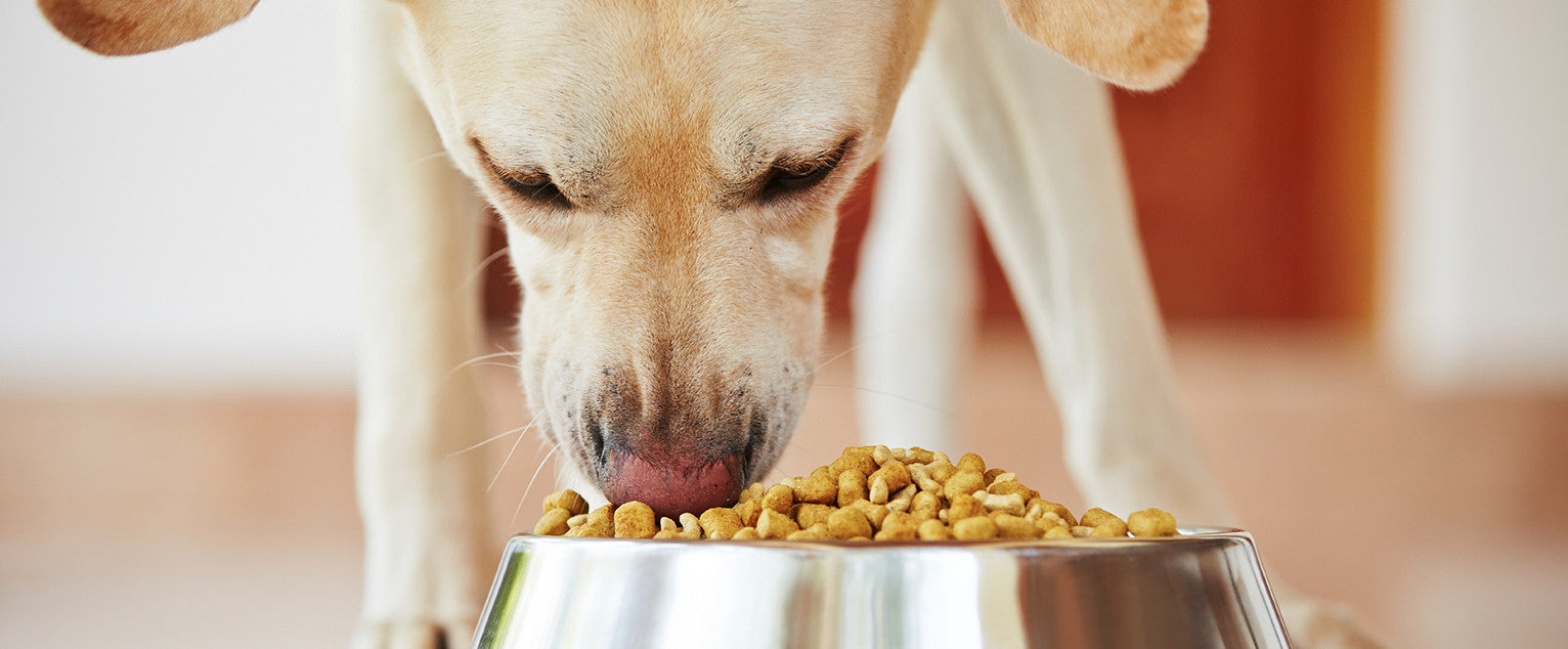 Canine Arthritis And Diet