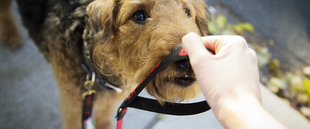 PINKY'S PICK (BARKER ISSUE 004): Enjoying Leaves In Style
