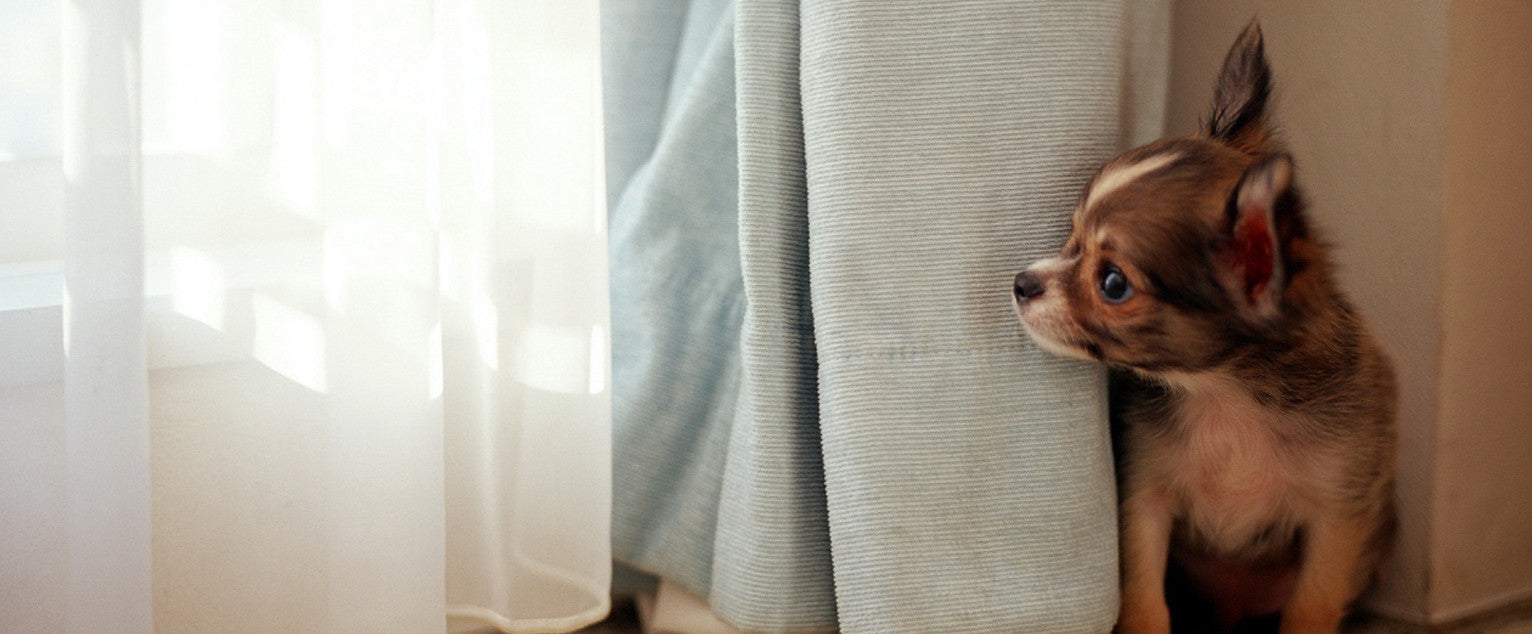 Dealing With Separation Anxiety