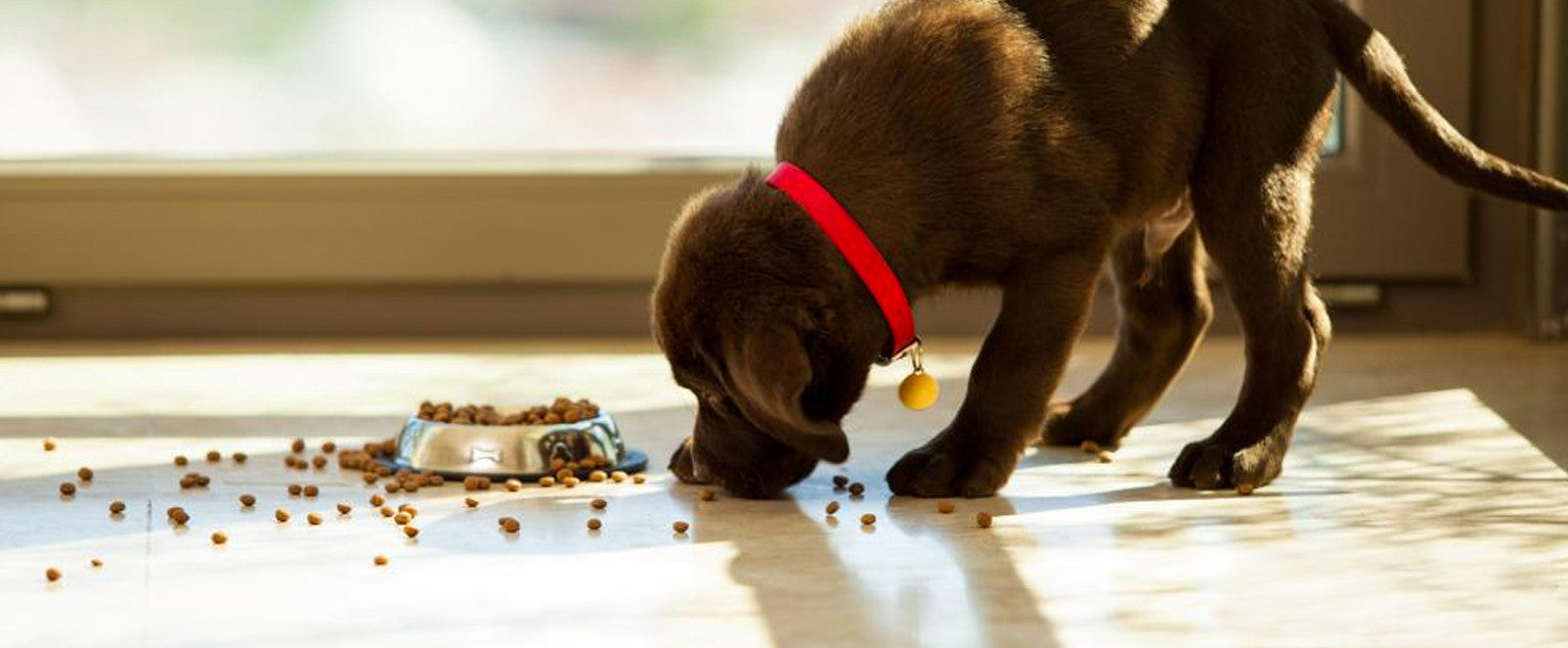 Healthy Canine Skin and Diet