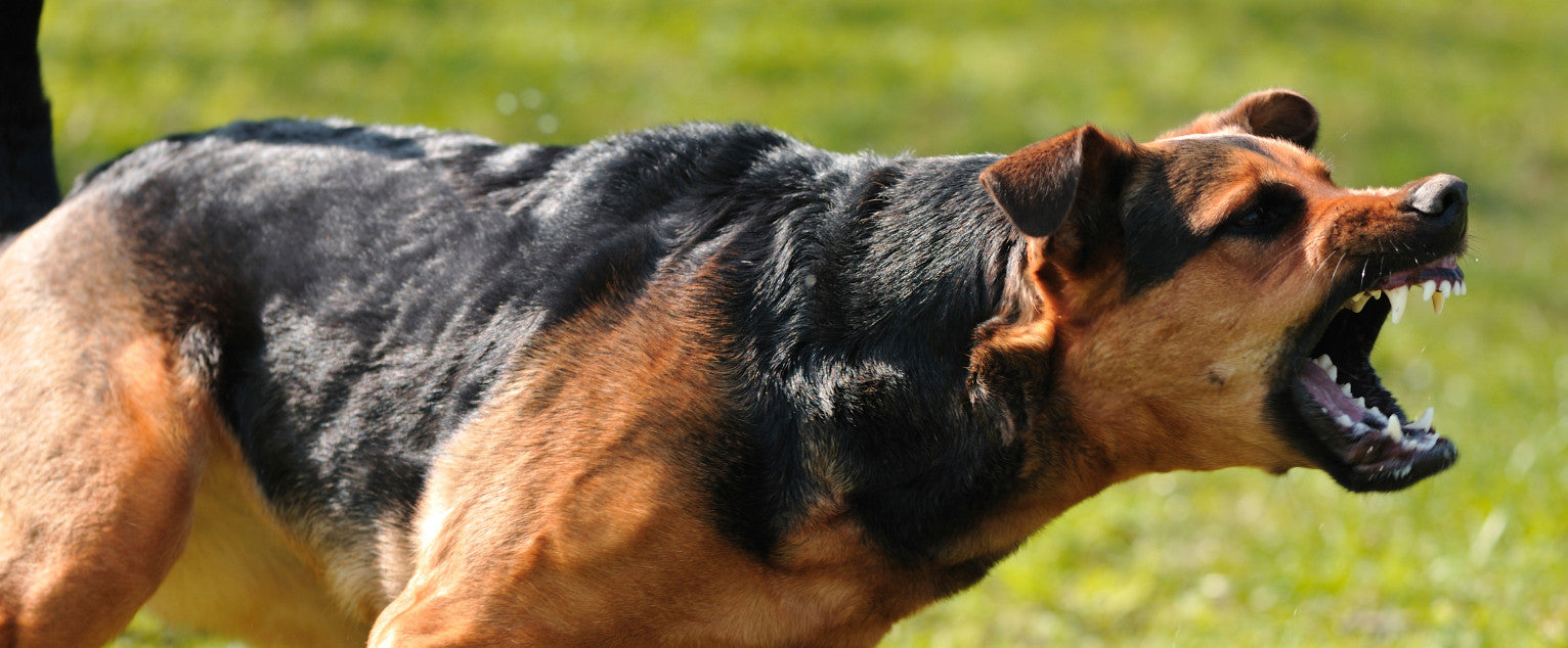 Dog Aggression