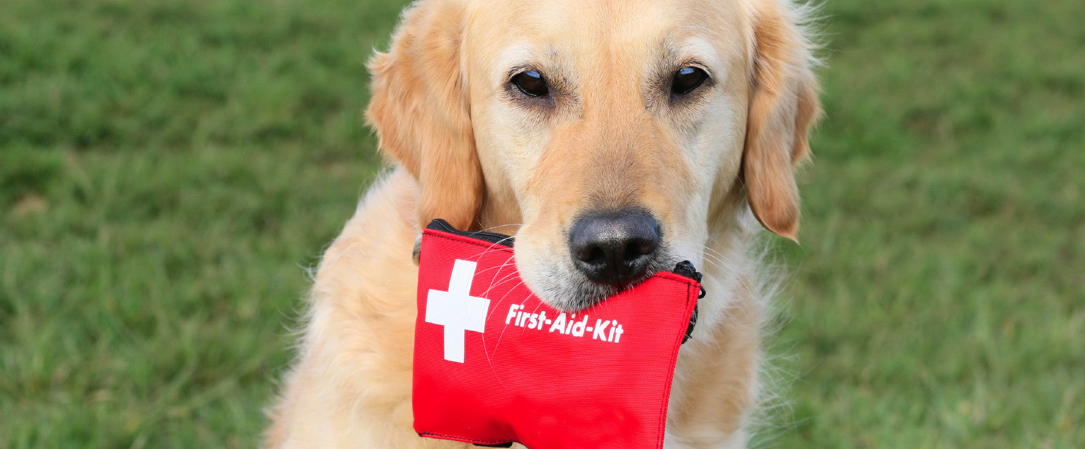 What To Include In Your Dog’s First Aid Kit