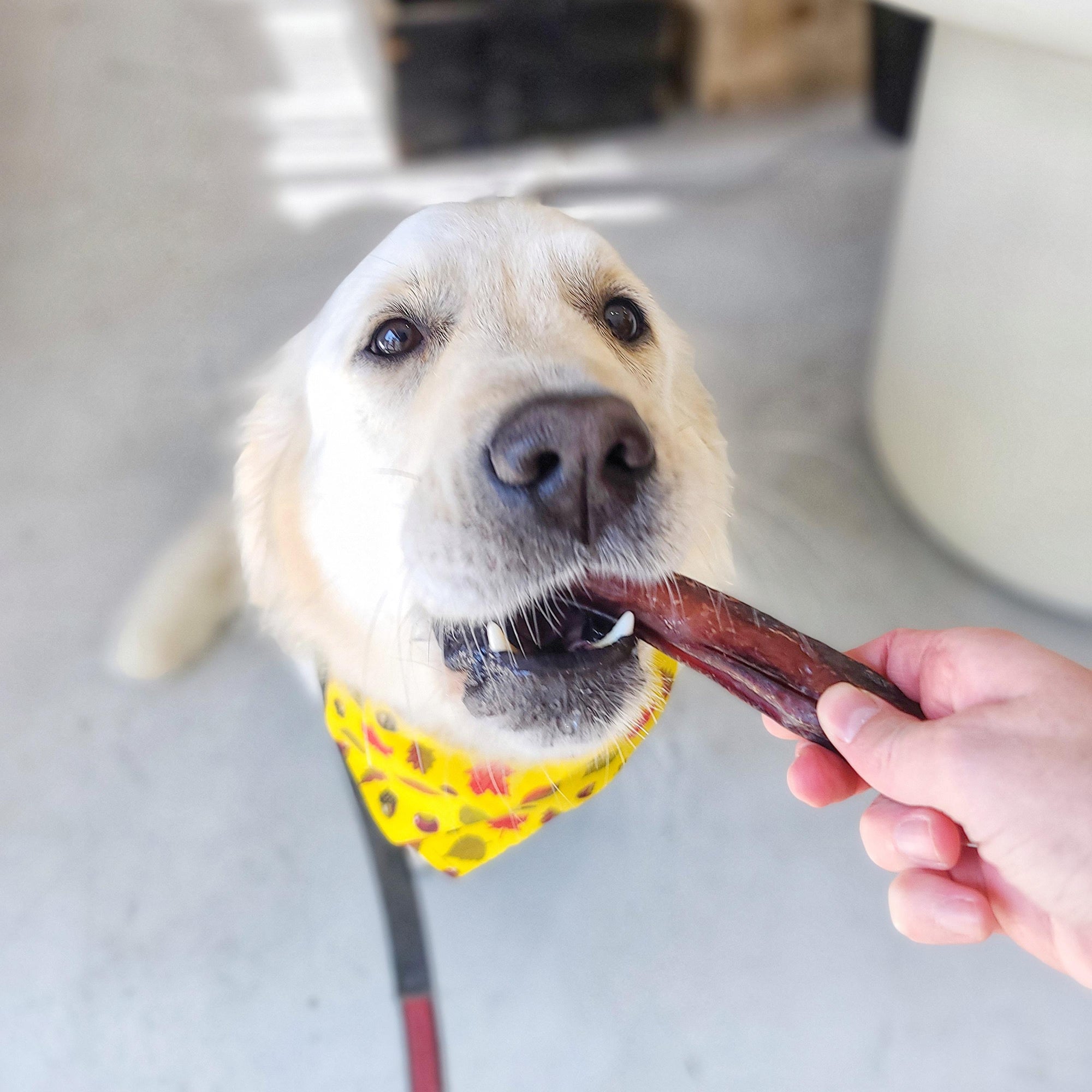 Wooftown Standard Bully Stick