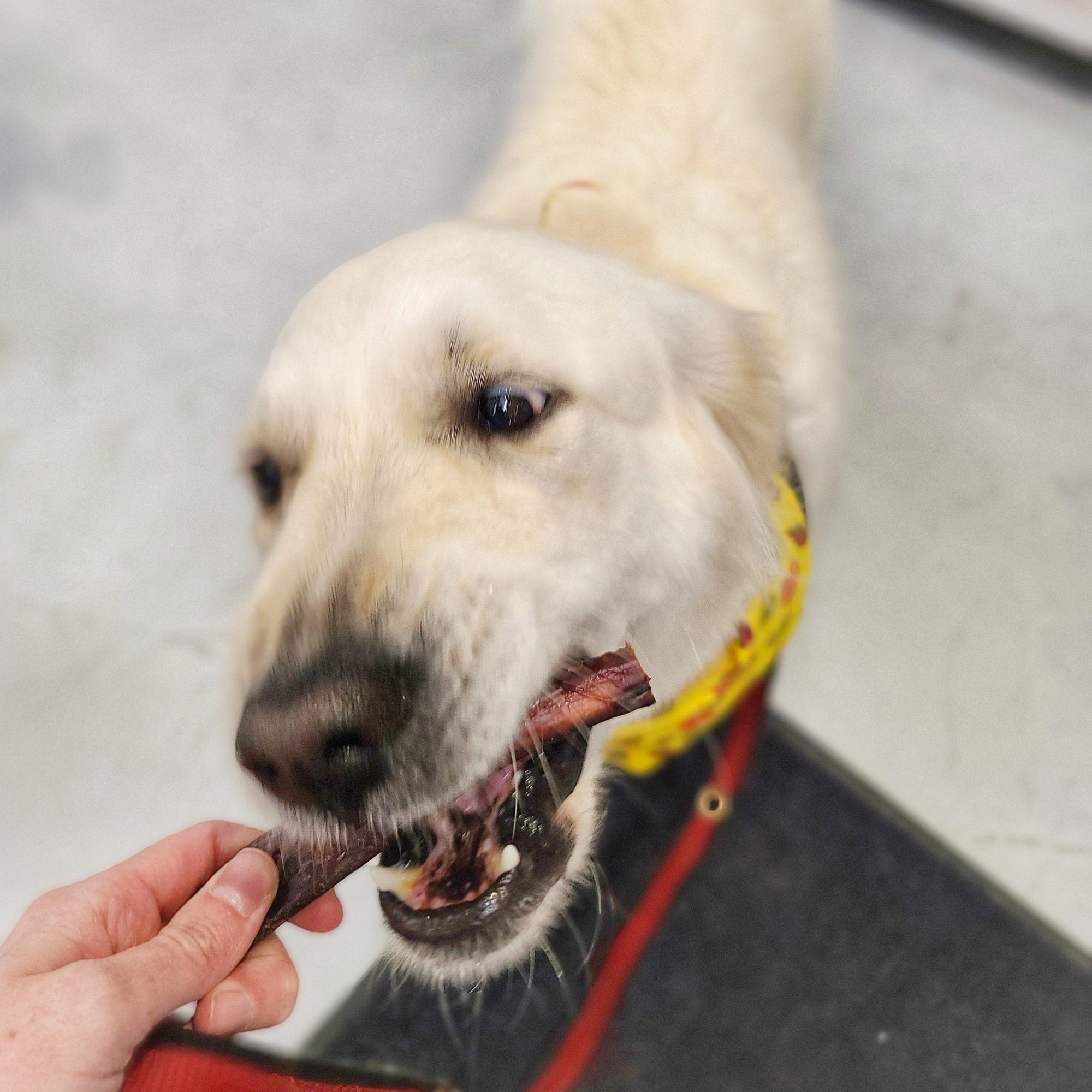 Wooftown Standard Bully Stick