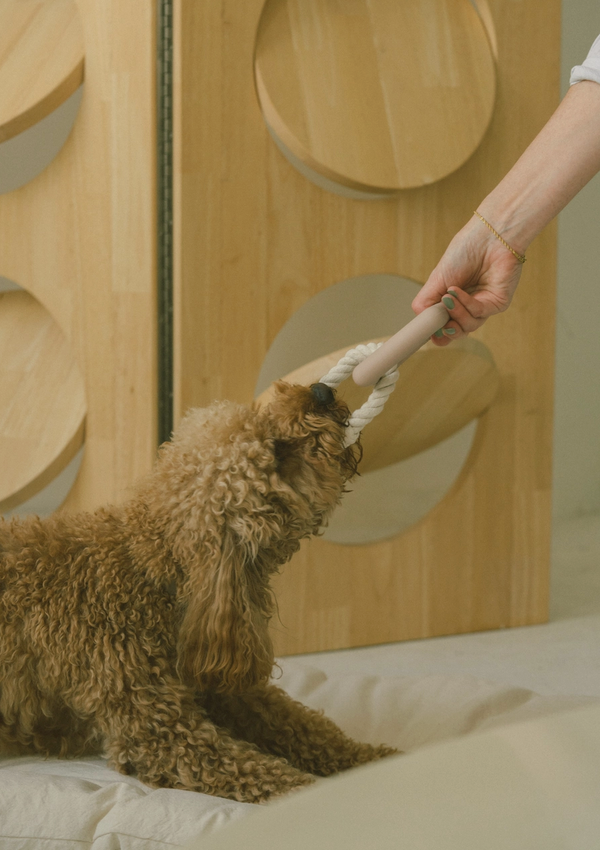 Peachy Dogs Chewy Dog Toy Wooftown.ca