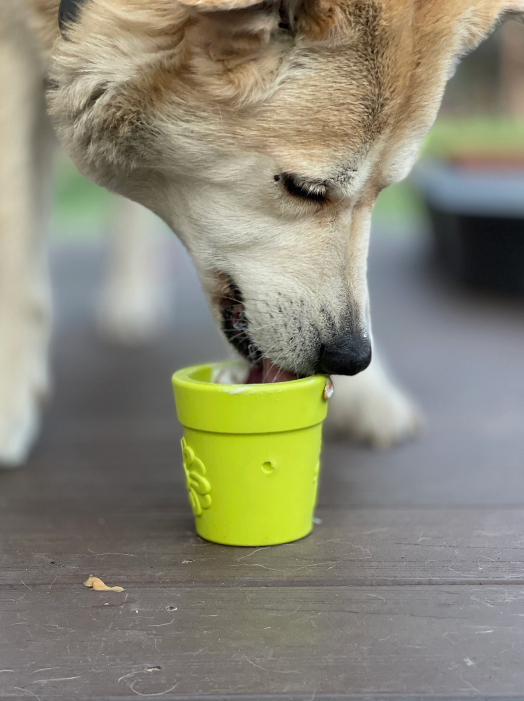 Dog eating cheap rubber toy