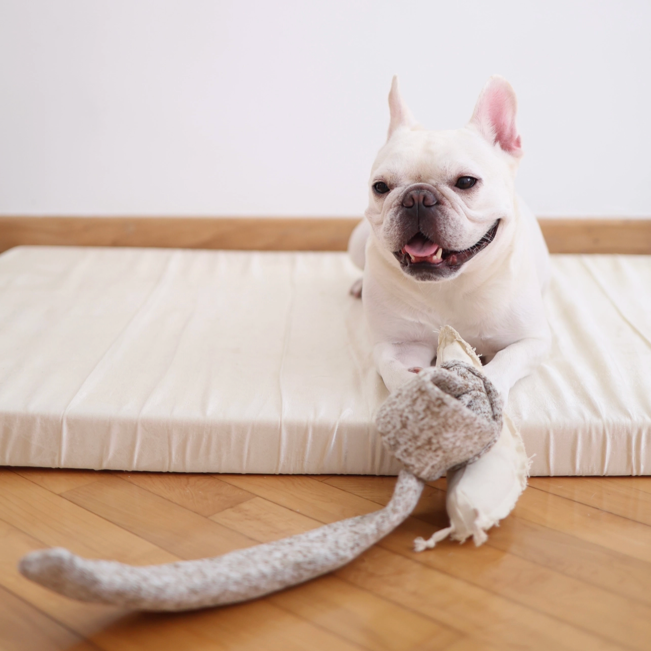 Lambwolf Nosework Snail Dog Toy