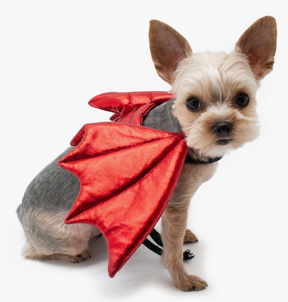 Dog wing costume best sale