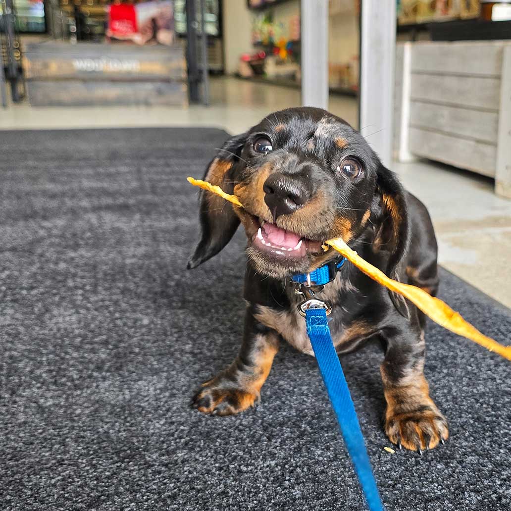 Wooftown Charcuterie - Turkey Tendons