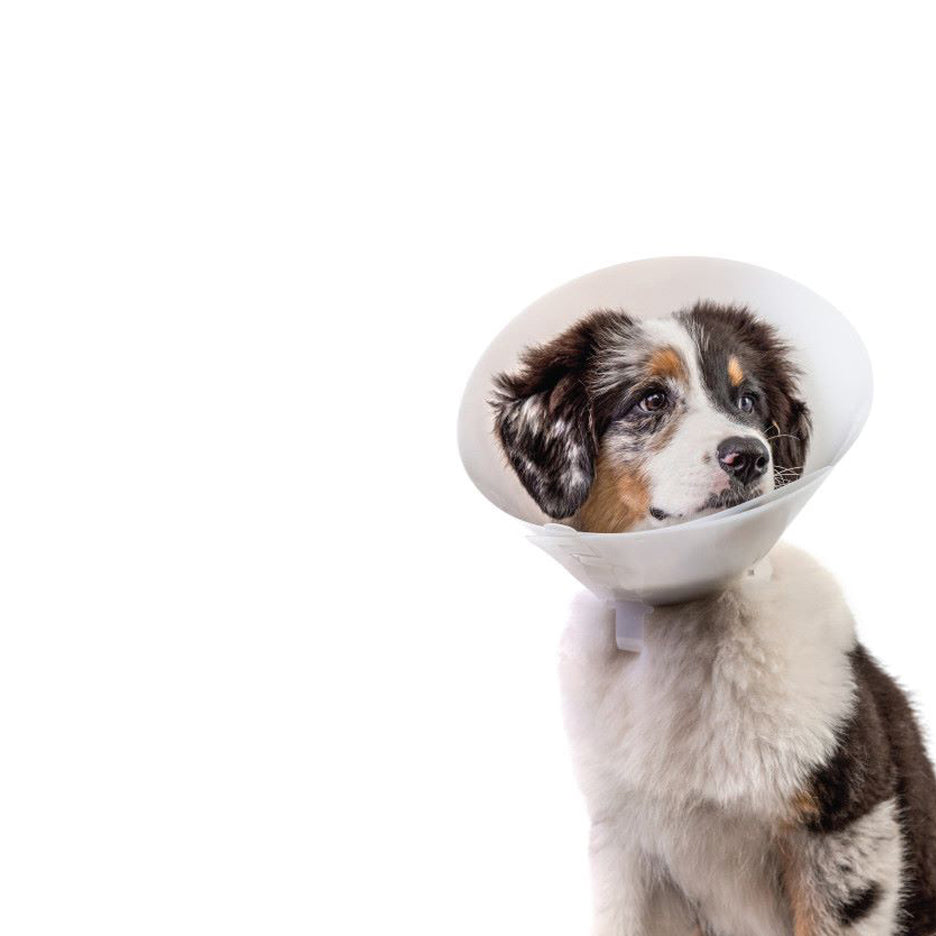 Pivetal Baxter E-Collar - Clear Elizabethan Dog Collar