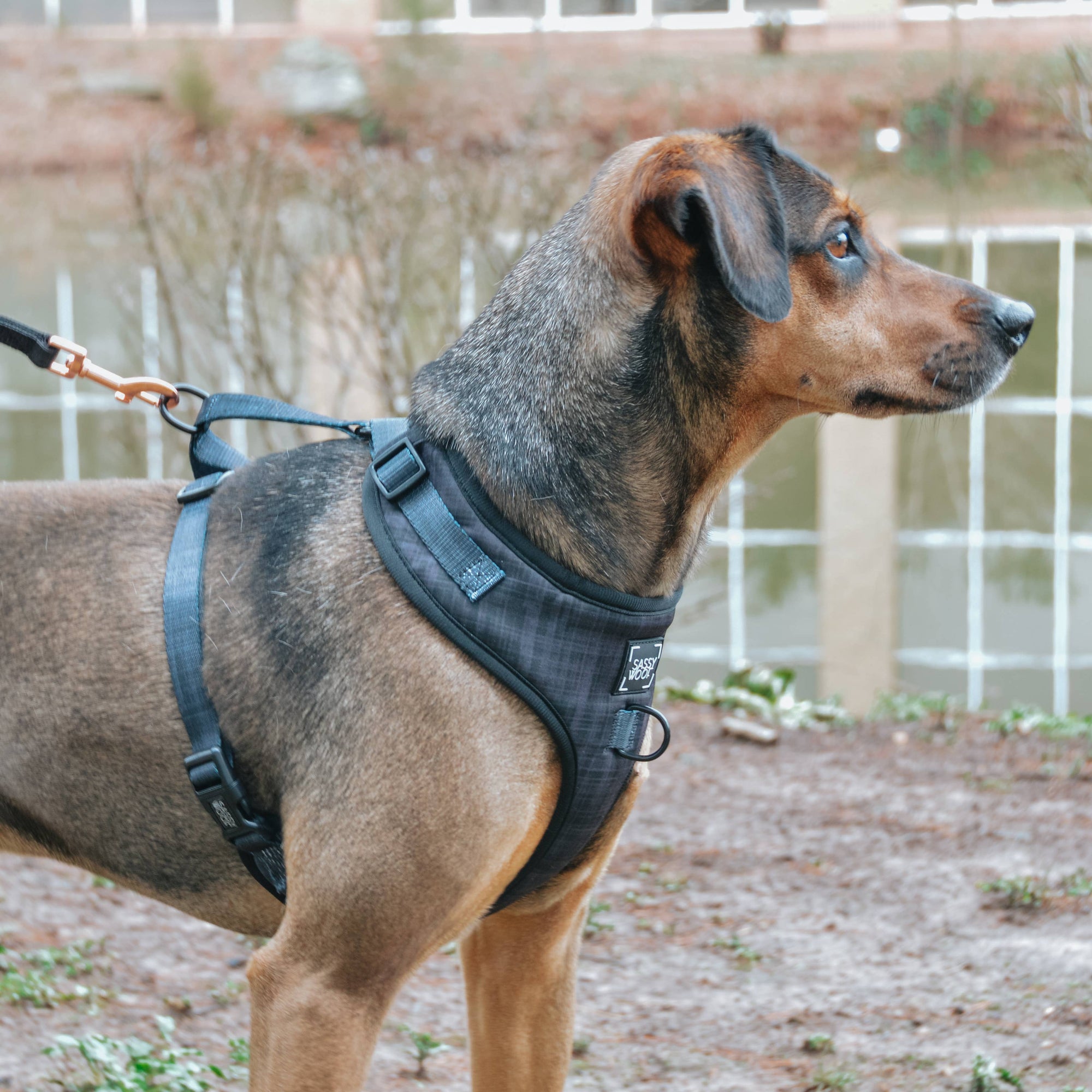 Sassy Woof Adjustable Dog Harness - Various Colours