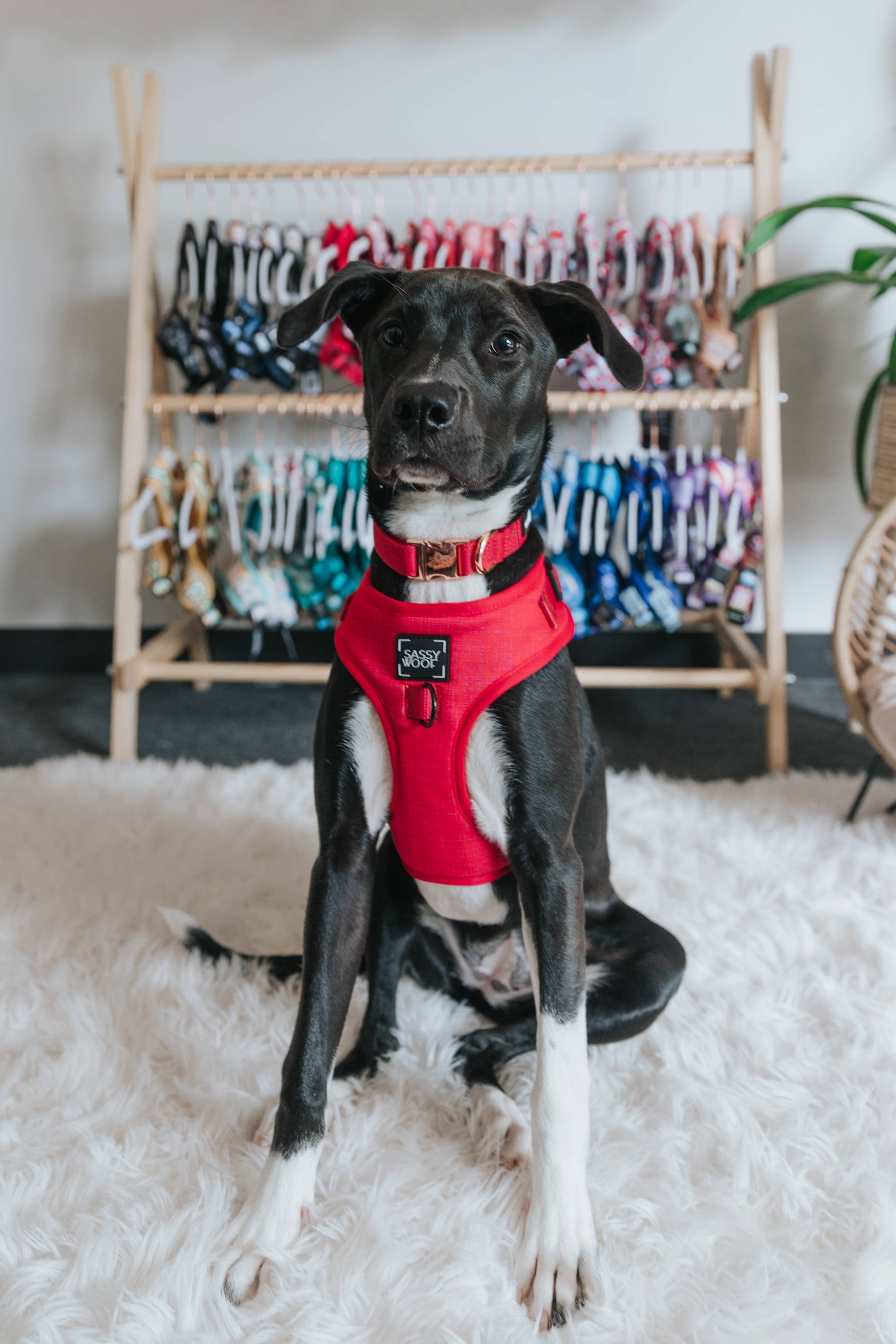 Sassy Woof Adjustable Dog Harness - Various Colours