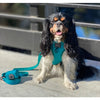 Sassy Woof Adjustable Dog Harness - Various Colours