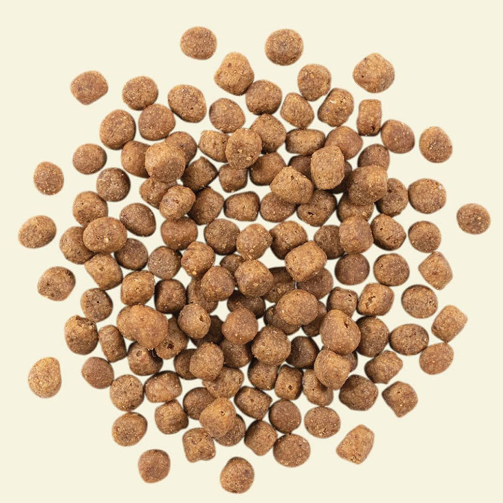 Now Fresh Fish Adult GF Cat Food (1.36kg/3lb)