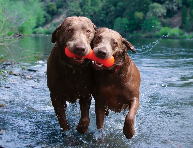 RuffDawg Indestructible Rubber Dawg-Buster - Assorted Colours