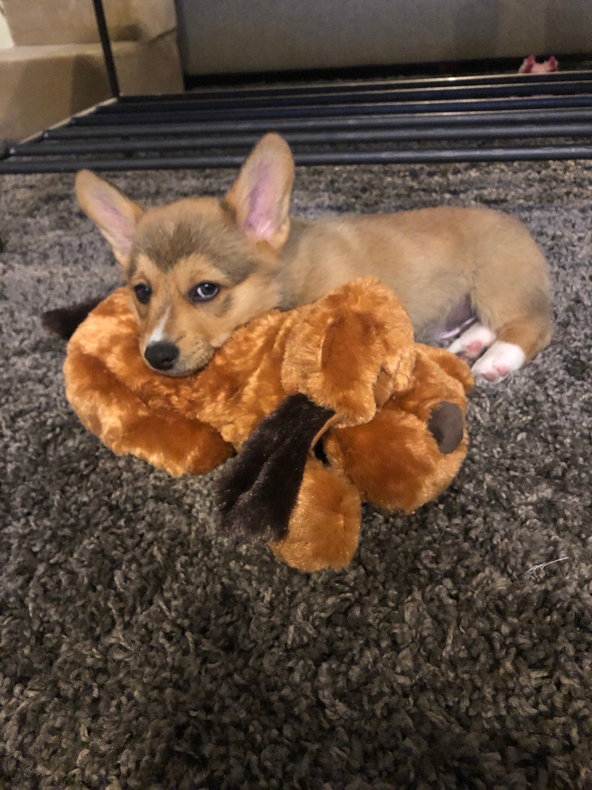 Snuggle puppy for older sales dog