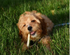Earth Animal No-Hide Venison Stix Dog &amp; Cat Treats (10 Pk)