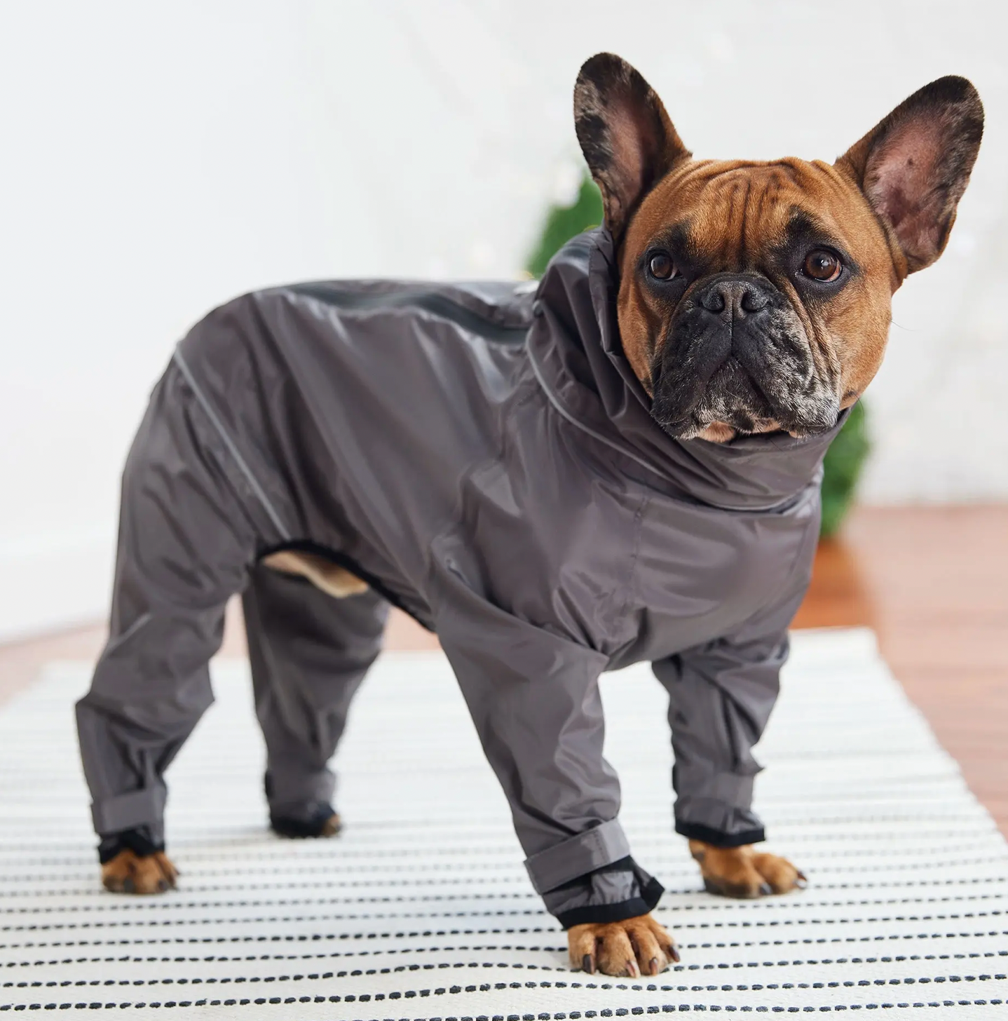 GF Pet Splash Suit - Charcoal