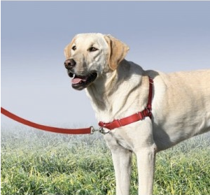 Front hot sale attachment harness