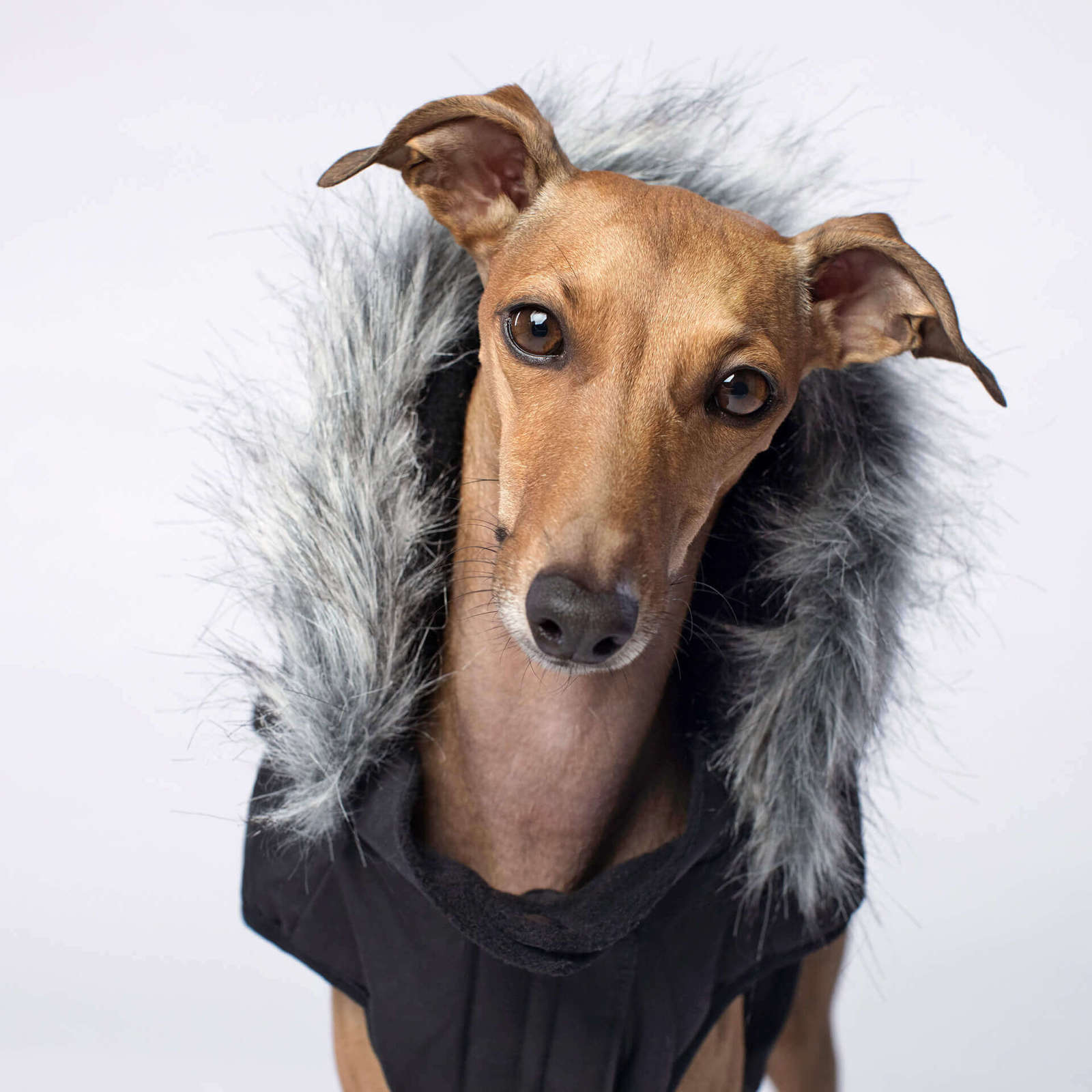 Canada Pooch Everest Explorer