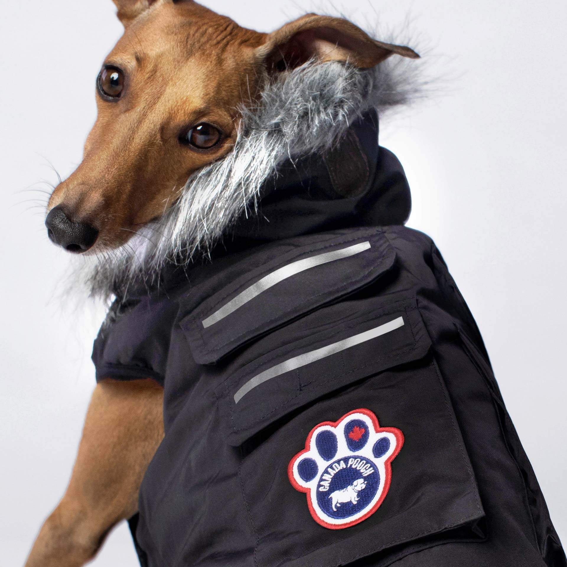 Canada Pooch Everest Explorer