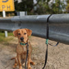Dog Owners Outdoor Gear &#39;Clip It&#39; Neoprene Dog Leash