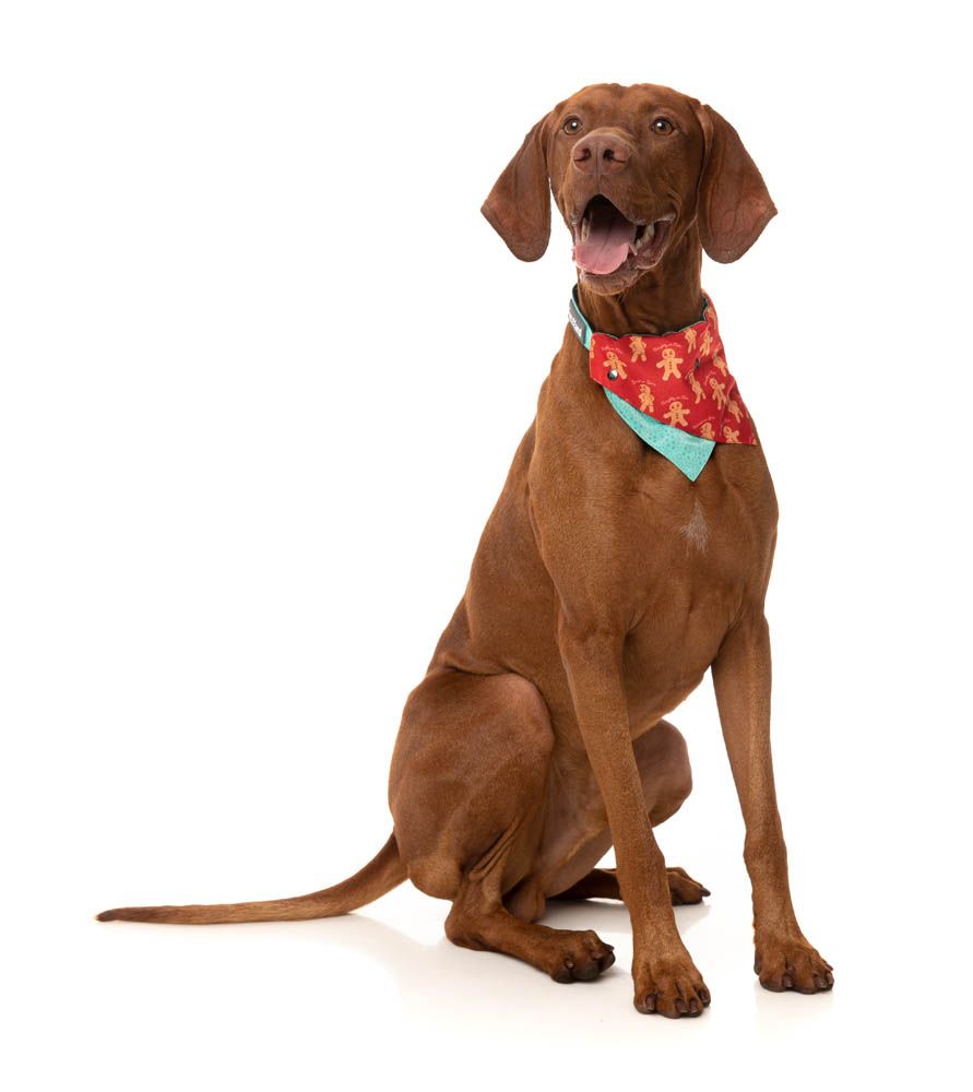 FuzzYard Holiday Bandana - Naughty Ginger