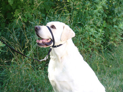 Black dog head store collar