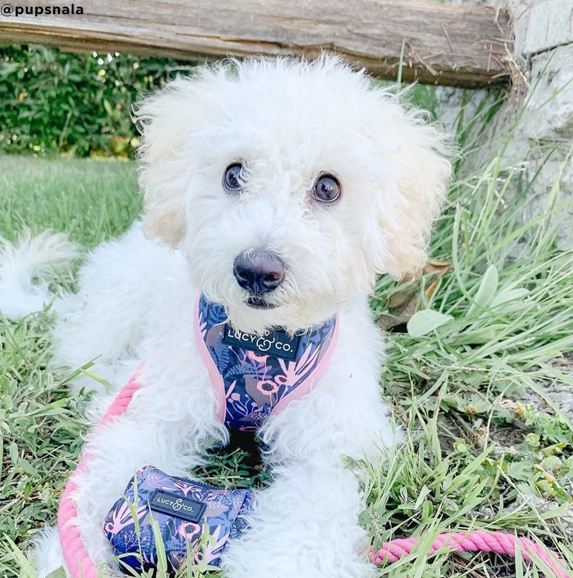 Lucy &amp; Co. Enchanted Forest - Dots &amp; Purple/Pink - Reversible Dog Harness