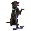 Dog Owners Outdoor Gear - Neoprene Dog Leash