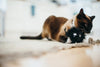 P.L.A.Y. Feline Frenzy Critter - Frisky Furball with Catnip Cat Toy