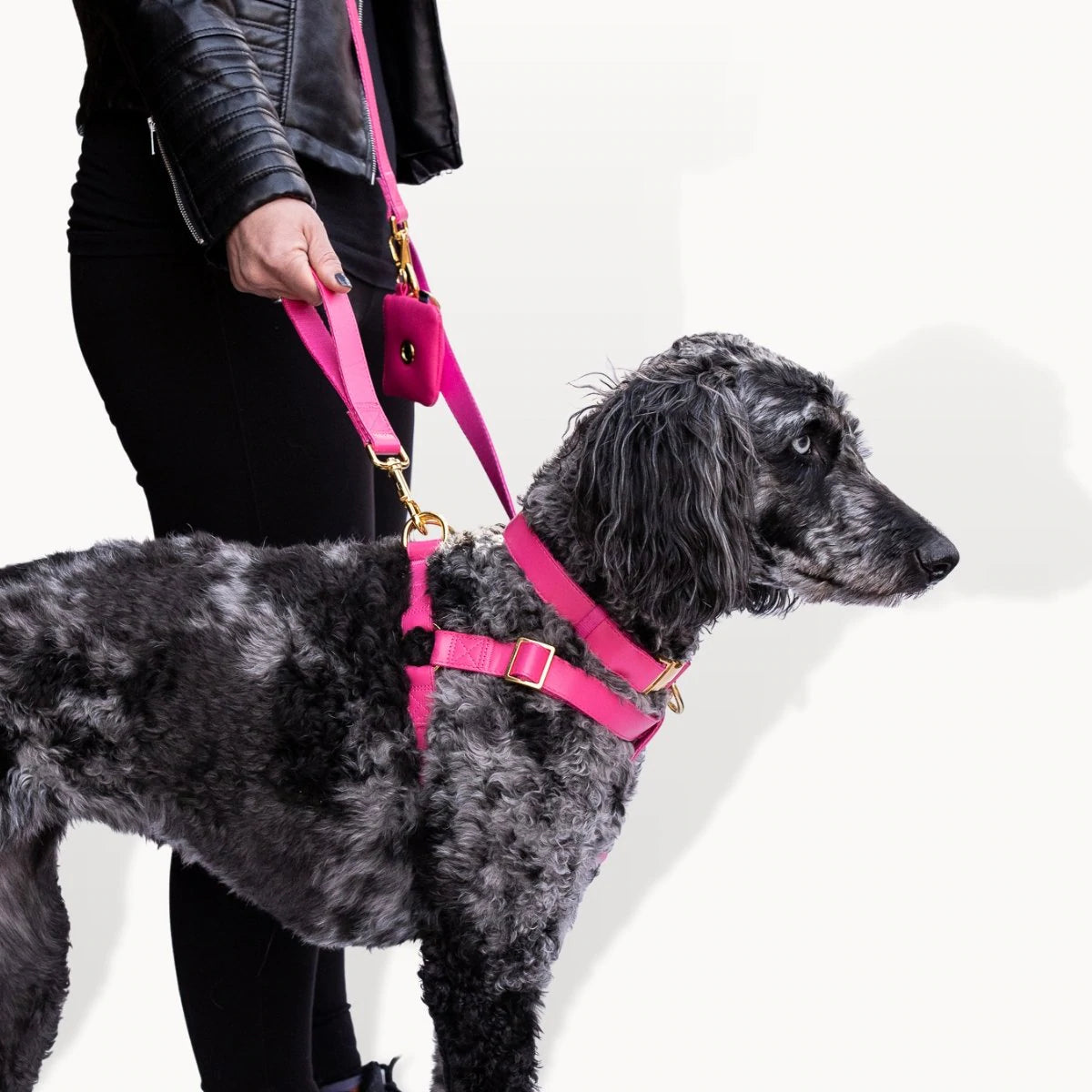 Leash best sale for sale